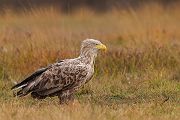 Habichtartige, Seeadler - Haliaeetus albicilla, Greifvoegel, Habichtartige, Voegel, Vogel, Adler
