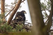 Habichtartige, Seeadler - Haliaeetus albicilla, Greifvoegel, Habichtartige, Voegel, Vogel, Adler, Grimma, Muldental, Sachsen