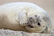 Junge Kegelrobbe - Halichoerus grypus Duene Helgoland Saeugetiere