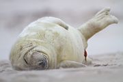 Junge Kegelrobbe mit Nabelschnur - Halichoerus grypus Duene Helgoland Saeugetiere