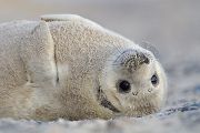 Junge Kegelrobbe - Halichoerus grypus Duene Helgoland Saeugetiere