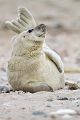 Junge Kegelrobbe - Halichoerus grypus Duene Helgoland Saeugetiere