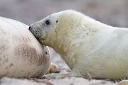 Junge Kegelrobbe - Halichoerus grypus Duene Helgoland Saeugetiere