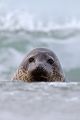 Kegelrobbe - Halichoerus grypus Duene Helgoland Saeugetiere