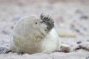 Junge Kegelrobbe - Halichoerus grypus Duene Helgoland Saeugetiere
