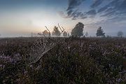 Morgenstimmung in der Heide