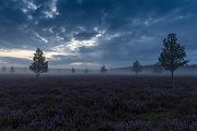 Morgenstimmung in der Heide