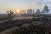 Morgenstimmung in der Heide