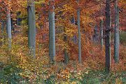 Herbstimpressionen Herbst Buchenwald Laubwald Sachsen Grimma Stadtwald 