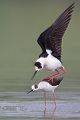Stelzenlaeufer, Himantopus himantopus, Voegel, Vogel, Saebelschnaebler, Regenpfeiferartige, Lesvos, Lesbos, Paarung, Kopula