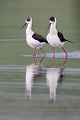 Stelzenlaeufer, Himantopus himantopus, Voegel, Vogel, Saebelschnaebler, Regenpfeiferartige, Lesvos, Lesbos, Paarung, Kopula