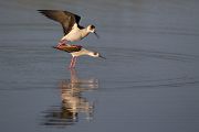 Stelzenlaeufer, Himantopus himantopus, Voegel, Vogel, Saebelschnaebler, Regenpfeiferartige, Lesvos, Lesbos, Paarung, Kopula