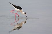 Stelzenlaeufer, Himantopus himantopus, Voegel, Vogel, Saebelschnaebler, Regenpfeiferartige, Lesvos, Lesbos, Paarung, Kopula