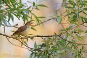 Gelbspoetter - Hippolais icterina, 	Rohrsängerartige, Spötter, Hippolais, Singvogel, Singvoegel, Acrocephalidae