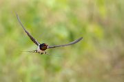 Rauchschwalbe - Hirundo rustica, Schwalbe, Eine Schwalbe macht noch keinen Sommer, Hirundinidae, Sachsen, Muldental, Grimma, Flugaufnahme, Schwalbe im Flug, 
