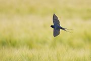 Rauchschwalbe - Hirundo rustica, Schwalbe, Eine Schwalbe macht noch keinen Sommer, Hirundinidae, Sachsen, Muldental, Grimma, Flugaufnahme, Schwalbe im Flug, Muldental, Grimma, richter-naturfotografie.de
