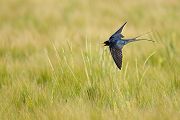 Rauchschwalbe - Hirundo rustica, Schwalbe, Eine Schwalbe macht noch keinen Sommer, Hirundinidae, Sachsen, Muldental, Grimma, Flugaufnahme, Schwalbe im Flug, Muldental, Grimma, richter-naturfotografie.de
