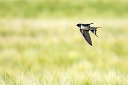 Rauchschwalbe - Hirundo rustica, Schwalbe, Eine Schwalbe macht noch keinen Sommer, Hirundinidae, Sachsen, Muldental, Grimma, Flugaufnahme, Schwalbe im Flug, Muldental, Grimma, richter-naturfotografie.de
