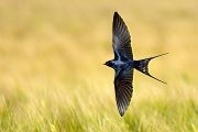 Rauchschwalbe - Hirundo rustica, Schwalbe, Eine Schwalbe macht noch keinen Sommer, Hirundinidae, Sachsen, Muldental, Grimma, Flugaufnahme, Schwalbe im Flug, Muldental, Grimma, richter-naturfotografie.de

