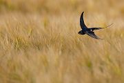 Rauchschwalbe - Hirundo rustica, Schwalbe, Eine Schwalbe macht noch keinen Sommer, Hirundinidae, Sachsen, Muldental, Grimma, Flugaufnahme, Schwalbe im Flug, Muldental, Grimma, richter-naturfotografie.de
