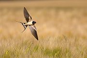 Rauchschwalbe - Hirundo rustica, Schwalbe, Eine Schwalbe macht noch keinen Sommer, Hirundinidae, Sachsen, Muldental, Grimma, Flugaufnahme, Schwalbe im Flug, Muldental, Grimma, richter-naturfotografie.de
