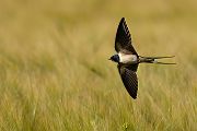 Rauchschwalbe - Hirundo rustica, Schwalbe, Eine Schwalbe macht noch keinen Sommer, Hirundinidae, Sachsen, Muldental, Grimma, Flugaufnahme, Schwalbe im Flug, Muldental, Grimma, richter-naturfotografie.de
