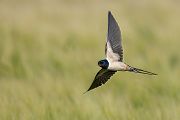 Rauchschwalbe - Hirundo rustica, Schwalbe, Eine Schwalbe macht noch keinen Sommer, Hirundinidae, Sachsen, Muldental, Grimma, Flugaufnahme, Schwalbe im Flug, Muldental, Grimma, richter-naturfotografie.de
