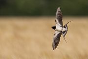 Rauchschwalbe - Hirundo rustica, Schwalbe, Eine Schwalbe macht noch keinen Sommer, Hirundinidae, Sachsen, Muldental, Grimma, Flugaufnahme, Schwalbe im Flug, Muldental, Grimma, richter-naturfotografie.de
