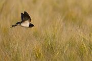 Rauchschwalbe - Hirundo rustica, Schwalbe, Eine Schwalbe macht noch keinen Sommer, Hirundinidae, Sachsen, Muldental, Grimma, Flugaufnahme, Schwalbe im Flug, Muldental, Grimma, richter-naturfotografie.de

