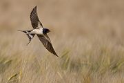 Rauchschwalbe - Hirundo rustica, Schwalbe, Eine Schwalbe macht noch keinen Sommer, Hirundinidae, Sachsen, Muldental, Grimma, Flugaufnahme, Schwalbe im Flug, Muldental, Grimma, richter-naturfotografie.de
