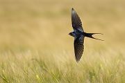 Rauchschwalbe - Hirundo rustica, Schwalbe, Eine Schwalbe macht noch keinen Sommer, Hirundinidae, Sachsen, Muldental, Grimma, Flugaufnahme, Schwalbe im Flug, Muldental, Grimma, richter-naturfotografie.de
