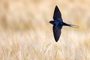 Rauchschwalbe - Hirundo rustica, Schwalbe, Eine Schwalbe macht noch keinen Sommer, Hirundinidae, Sachsen, Muldental, Grimma, Flugaufnahme, Schwalbe im Flug, Muldental, Grimma, richter-naturfotografie.de
