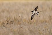 Rauchschwalbe - Hirundo rustica, Schwalbe, Eine Schwalbe macht noch keinen Sommer, Hirundinidae, Sachsen, Muldental, Grimma, Flugaufnahme, Schwalbe im Flug, Muldental, Grimma, richter-naturfotografie.de
