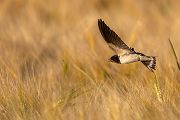Rauchschwalbe - Hirundo rustica, Schwalbe, Eine Schwalbe macht noch keinen Sommer, Hirundinidae, Sachsen, Muldental, Grimma, Flugaufnahme, Schwalbe im Flug, Muldental, Grimma, richter-naturfotografie.de
