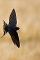 Rauchschwalbe - Hirundo rustica, Schwalbe, Eine Schwalbe macht noch keinen Sommer, Hirundinidae, Sachsen, Muldental, Grimma, Flugaufnahme, Schwalbe im Flug, Muldental, Grimma, richter-naturfotografie.de
