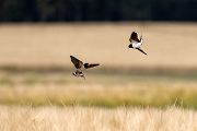 Rauchschwalbe - Hirundo rustica, Schwalbe, Eine Schwalbe macht noch keinen Sommer, Hirundinidae, Sachsen, Muldental, Grimma, Flugaufnahme, Schwalbe im Flug, Muldental, Grimma, richter-naturfotografie.de
