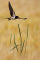 Rauchschwalbe - Hirundo rustica, Schwalbe, Eine Schwalbe macht noch keinen Sommer, Hirundinidae, Sachsen, Muldental, Grimma, Flugaufnahme, Schwalbe im Flug, Muldental, Grimma, richter-naturfotografie.de
