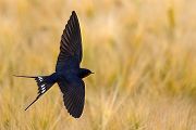 Rauchschwalbe - Hirundo rustica, Schwalbe, Eine Schwalbe macht noch keinen Sommer, Hirundinidae, Sachsen, Muldental, Grimma, Flugaufnahme, Schwalbe im Flug, Muldental, Grimma, richter-naturfotografie.de
