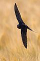 Rauchschwalbe - Hirundo rustica, Schwalbe, Eine Schwalbe macht noch keinen Sommer, Hirundinidae, Sachsen, Muldental, Grimma, Flugaufnahme, Schwalbe im Flug, Muldental, Grimma, richter-naturfotografie.de
