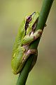 Laubfrosch - Hyla arborea