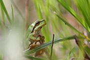 Laubfrosch - Hyla arborea