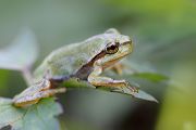 Laubfrosch - Hyla arborea