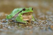 Laubfrosch - Hyla arborea