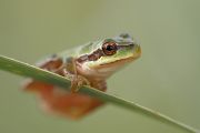 Mittelmeer-Laubfrosch - Hyla meridionalis