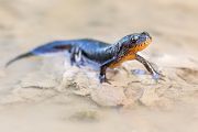 Bergmolch - Ichthyosaura alpestris Molche, Molche, Schwanzlurche, Salamanderverwandte, Echte Salamander, 
Ichthyosaura