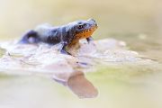 Bergmolch - Ichthyosaura alpestris Molche, Molche, Schwanzlurche, Salamanderverwandte, Echte Salamander, 
Ichthyosaura