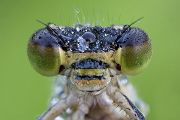Große Pechlibelle - Ischnura elegans