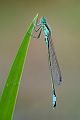 Große Pechlibelle - Ischnura elegans