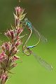 Große Pechlibelle - Ischnura elegans