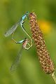 Paarungsrad der Großen Pechlibelle - Ischnura elegans